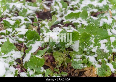 Draufsicht Rutabaga-Pflanze mit violetten Wurzeln große Blätter frieren im Winter in Texas, USA Stockfoto