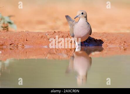Mourning Dove Trinkwasser, South Texas, USA Stockfoto