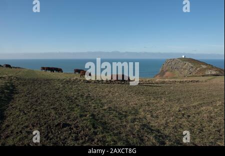 Devon Ruby Red Cattle Weidet auf Moorland mit der Bosscastle Lookout Station im Hintergrund auf dem South West Coast Path in Cornwall, England, Großbritannien Stockfoto