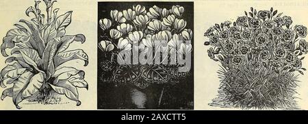 Illustriertes Handbuch: Rawsons Gemüse- und Blumensamen / W.WRawson & Co. . es.Chinensis. (China oder Indisch Pink.) Single, viele Farben gemischt; zeigen fl.pl. Eine wunderbare Mischung, die einen großen Anteil an Doppelblumen pro Unze, 40 CTS, produziert. Heddenigii. Die Farbe variiert von der reichhaltigsten samtigen Krimson bis zur feinsten Rose; einer prächtigen Sorte; 1 ft fl. PI. Doppelte Vielfalt der vorhergehenden, sehr brausend, 1 Fuß... Diadematus, fl. PI. Von Zwerg, kompakte Gewohnheit, von verschiedenen Tönungen von Rose, kastanienbraun und lila; eine der besten Ihrer Arten Laeiniatiis. Schön gesägt, feinste Farben gemischt; 1 f. Stockfoto