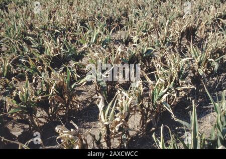 Ernteausfall 'Sorghum bicolor', auch bekannt als Milo oder Broom Corn, Nebraska. Stockfoto