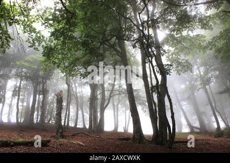 Buchen Sie im Wald Iraty (Baskenland, Frankreich, Spanien) im Nebel vom Juli Stockfoto