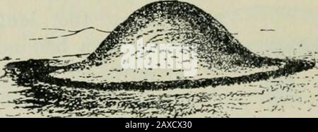 Die britische Nation eine Geschichte / von George MWrong . Lono Bakrow (wiederhergestellt) wiTri-Rixo von Standing Stone?. Land, erreichte aber nie Irland, das damit den unschätzbaren Einfluss einer neuen Kultur verfehlte, die erste der Manyinstanzen, in denen seine abgelegene Situation ihr ein wenig Beherrschung in den Themovements ihre Nachbarn beeinflusst hat.- Die neue Invadersin-Zeit verlor ihre Eigendität. Parently, sie mischten sich mit und wurden von den Ur-Einbürgern der Insel absorbiert, obwohl der Typ noch unter gefunden wird. Kourd Bakrow. Stockfoto