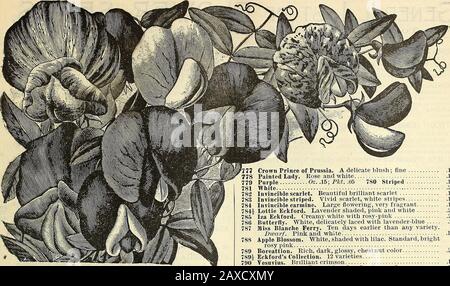 Illustriertes Handbuch: Rawsons Gemüse- und Blumensamen / W.WRawson & Co. .501.00.50.50 576. Pas B^WSOIPS SPECIALTIES IJSf FLOWER SEEDS. 55. 774. Boston Schönheiten. AKTIEN. Crimson Carmine-Rose. Violett Halbhart Annuals. Der Stock Gillyflower ist einer der beliebtesten, schönsten und wichtigsten unserer Garten-Favoriten. Zehnwöchige Stocks.Comprising jene Sorten, die im Frühling im Sommer und Herbst blühen.Stocks, Zwerg, Deutsch, Großblüte. Canary-Tellow 10 732 Weiß 10 733 Fine Mixed Collection 12 verschiedene Farben Collection 6 verschiedene Farben Pyramidenförmig. Diese Sorte erzeugt m Stockfoto