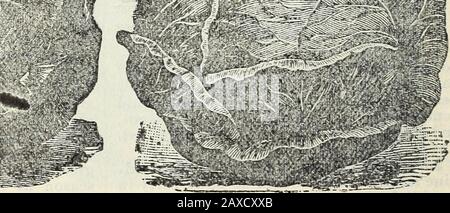 Stecklers Saatkatalog und Gartenhandbuch für die Südstaaten : 1902 . A. Die Ganze Saison. Solider Süden Unsere Registrierte Berkshire Ho*" ar" die beste Aktie auf beiden Kontinenten. GARTENHANDBUCH FÜR DIE SÜDSTAATEN. 45 Stockfoto