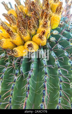 Gefährdete Pflanzenarten Fischhook Barrel Cactus Ferocactus wislizeni, mit Obst, im Winter Saguaro National Park, Arizona, Vereinigte Staaten. Stockfoto