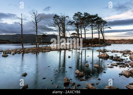 Der gebürtige Schotten Pine Trees auf einer Insel im Loch Assynt, einem Süßwasserloch in Sutherland, Scottish Higlands. Stockfoto