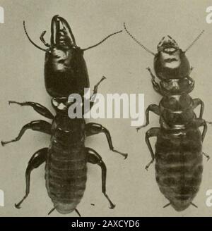 Architekt und Ingenieur . ABB. 1-ROTTE HOLZTERMITTE IN HOLZ, FK;. 3-große Termiten-Zufuhr, was die Damp-Wood Termitesand Pilze betrifft und hat den zusätzlichen Vorteil, die Gefahr eines Angriffs durch Unterirdische Termitentiere zu verringern. Die zweite Regel, die das dame Ende als das erste betrachtet, ist, alle ex-traneous Quellen der konstanten Feuchtigkeitsversorgung, wie Hahn Tropfen, Tropffrost usw., zu beseitigen. Oder nur Standardbehandelnholz bei solchen Expositionen zu verwenden, da ein solches kontin-mäßig feuchtes Holz sehr anfällig für Pilzbefall und Angriff durch die Damp-M^-Oodtermilben ist. Ein sehr guter Prüfling Stockfoto