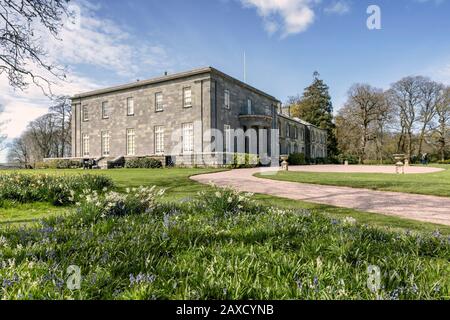 Bleuglocken und Narzissen in den Gärten des Arlington Court North Devon Chichester Family Home National Trust House and Gardens Stockfoto