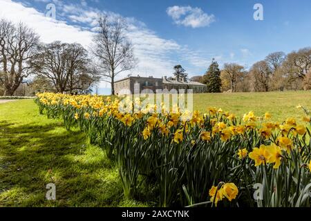 Frühlings-Narzissen in den Gärten des Arlington Court North Devon Chichester Family Home National Trust House and Gardens Stockfoto