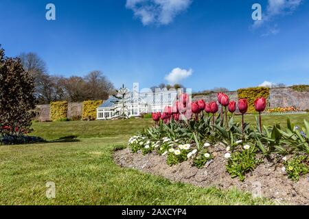 Rote Tulpen in den Gärten des Arlington Court North Devon Chichester Family Home National Trust House and Gardens Stockfoto