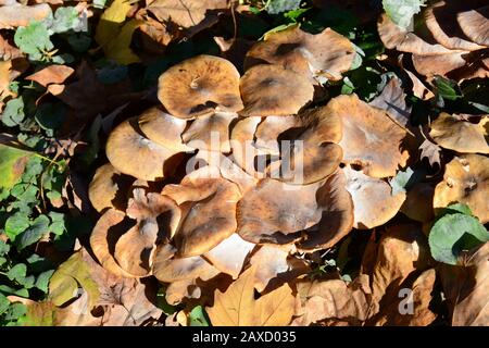 Honigpilz, Honiggelber Hallimasch, Armillaria mellea, gyűrűs tuskógomba Stockfoto