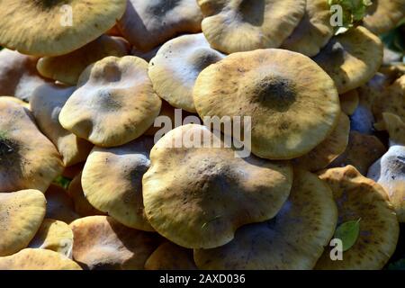 Honigpilz, Honiggelber Hallimasch, Armillaria mellea, gyűrűs tuskógomba Stockfoto