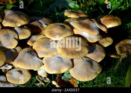 Honigpilz, Honiggelber Hallimasch, Armillaria mellea, gyűrűs tuskógomba Stockfoto