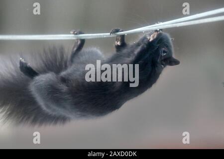 Schwarzes Squirrel, das von der Wäscheleine hängt Stockfoto