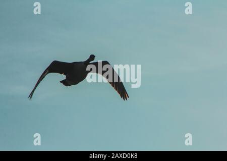 Canada Goose flieht in blauem Himmel Stockfoto