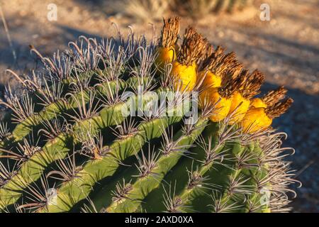 Gefährdete Pflanzenarten Fischhook Barrel Cactus Ferocactus wislizeni, mit Obst, im Winter Saguaro National Park, Arizona, Vereinigte Staaten. Stockfoto