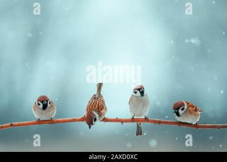 Natürlicher Hintergrund mit vier kleinen lustigen kleinen Vögeln, die auf einem Ast im Wintergarten unter dem Schnee sitzen Stockfoto