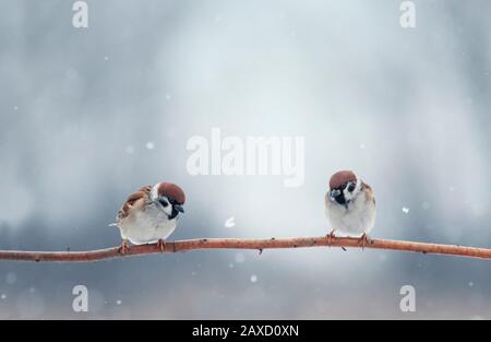 Natürlicher Hintergrund mit zwei kleinen lustigen kleinen Vögeln, die auf einem Ast im Wintergarten unter dem Schnee sitzen Stockfoto