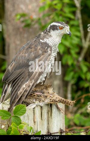 Northern Goshawk, (wissenschaftlicher Name: Accipiter gentilis) mit Beute eines weiblichen Fasans. Nach rechts. Helles orangefarbenes Auge. Vertikal, Hochformat. Copyspace Stockfoto