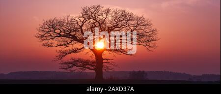 Eiche Silhuette mit rotem Sonnenuntergang am Horizont, Banner Stockfoto