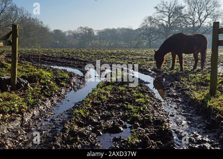 Ein schlammiges Feld mit einem Pferd, das nach starkem Regen am Eingang mit Pfützen beweidet wurde Stockfoto