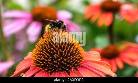 Hummeln sammeln Nektar an Echinacea- oder Koneblümchen Stockfoto