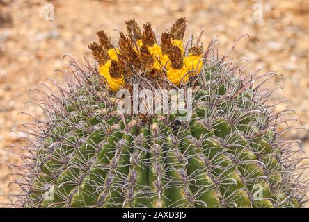 Gefährdete Pflanzenarten Fischhook Barrel Cactus Ferocactus wislizeni, mit Obst, im Winter Saguaro National Park, Arizona, Vereinigte Staaten. Stockfoto