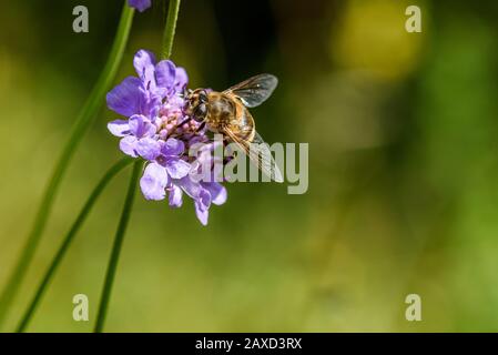 Bumble Bee auf lila Scabiosa blüht Stockfoto