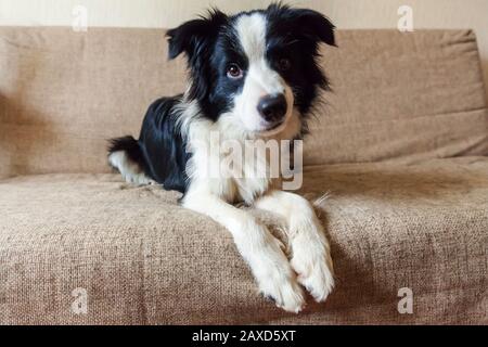 Lustige Porträt von niedlichen lächelnden Hund Grenze Collie auf Couch. Neues schönes Mitglied der Familie kleiner Hund zu Hause gucken und warten auf Belohnung. Haustierpflege und Tierkonzept Stockfoto