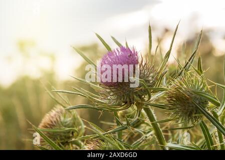 Onopordum acanthium in der Blüte bei Sonnenuntergang. Stockfoto