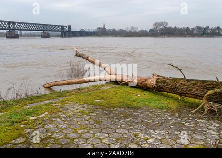 Ein riesiger Baumzweig wusch bei einem Hochwasser in Westdeutschland an Land. Sichtbar ist die Eisenbahnbrücke aus Metall. Stockfoto