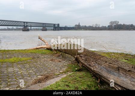 Ein riesiger Baumzweig wusch bei einem Hochwasser in Westdeutschland an Land. Sichtbar ist die Eisenbahnbrücke aus Metall. Stockfoto