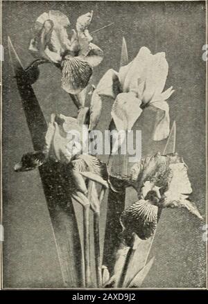 Katalog von Beerenpflanzen und Weinreben Pfonien, phlox und anderen winterharten Pflanzen, immergrünen Bäumen, Sträuchern, Reben, Heckenpflanzen, Rosen und Gartenwurzeln: Herbst 1913. Deutsche IRIS (Fleur de Lis). Die DEUTSCHEN IRIS Riris Germanica).-Frequentlymed Flags gehören zu den auffälligen, schönsten und wertvollsten der früh aufblühenden Hardy-Stauden. Theybloom mit der größten Verschmelzung im Frühling und Ohrensommer, die Blumen, die großen Orchideen ähneln, inderen zarte, fantastische Struktur und in der Fülle, Reinheit und exquisiten Farbschattierungen. Die aufrechten Kronblätter werden als die Droopingone f bezeichnet Stockfoto