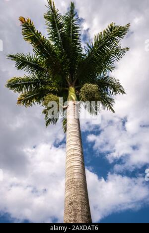 Hilo, Hawaii, USA. - 9. Januar 2012: Nahaufnahme der grünen Palme mit braunem Stamm gegen weiße Wolkenlandschaft mit blauen Flecken im Waiakea Pond. Stockfoto