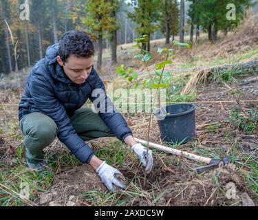 Vorbereitung von Löchern im Wald für die Anpflanzung junger Bäume Stockfoto