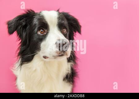 Lustige Studio Porträt von niedlichen lächelnden Welpen Hund Grenze Collie isoliert auf rosa Hintergrund. Neues schönes Mitglied der Familie kleiner Hund guckt und wartet auf Belohnung. Haustierpflege und Tiere Konzept. Stockfoto