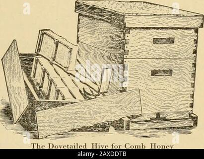 Verbeugungen in der Bienenkultur . Die Massie Hive for Comb "Extracted Honey" Wurde in theklearest of Lumber, entweder in Cypress, White Pine oder Red-wood, eingerichtet; alle brütenden und extrahierenden Rahmen aus WhitePine. Honig DER BELÜFTETE BODEN gibt frische Luft in den Bienenstock, verringert die Wahrscheinlichkeit, dass sich die Bienen erwärmen, und gibt den Bienen neue Energie. Es ist außerdem mit einem Zubringer mit zusätzlichen Kosten ausgestattet. Fünfzig Jahre im Geschäft mit der Bienenversorgung haben uns gezeigt, dass die MASSIE der BESTE BIENENHUND ist, und Zeugnisse zu diesem Effekt werden täglich von den Menschen empfangen, die diesen Hive nutzen. Wir sind auch ein umfangreicher Hersteller Stockfoto