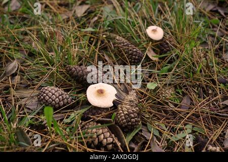 Wildwachsende Pilze zwischen Kiefernhütchen und Kiefernnadeln fielen auf den Waldboden Stockfoto