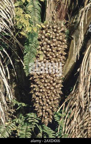 Nahaufnahme der Cohune Palme NUTS 'Attalea cohune', harte elfenbeinfarbennussartige Schale ihrer Frucht. Stockfoto