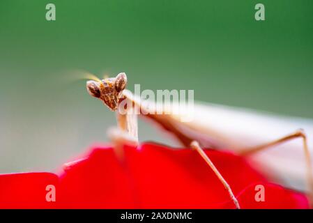 Nahaufnahme einer Mantis auf rotem Blume und grünem Hintergrund. Stockfoto