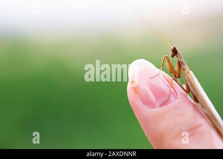 Nahaufnahme von einer kleinen Mantis auf einem Finger und grüner Hinterrundung. Stockfoto