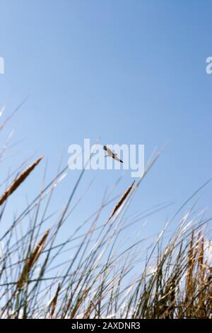 Ein Vogel steigt in den thermischen Strömungen über die langen Gräser der Sanddünen bei Camber Sands, East Sussex, Großbritannien Stockfoto