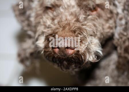 Hund-Nase-Makro Hintergrund Stockfotografie Lagotto romagnolo Stockfoto