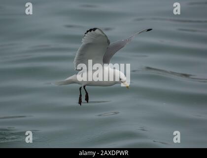 Kittiwake (Rissa tridactyla), im Flug, Båtsfjord, Varanger, Arktisches Norwegen Stockfoto