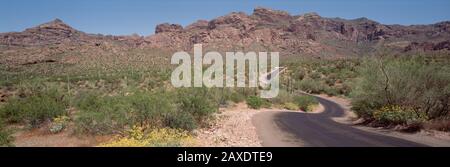 USA, Arizona, Verträumter Draw Park, Cactus entlang einer Straße Stockfoto