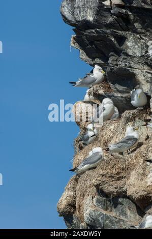 Kittiwake (Rissa tridactyla), Nesting auf der Insel Hornøya, Varanger, Arktisches Norwegen Stockfoto