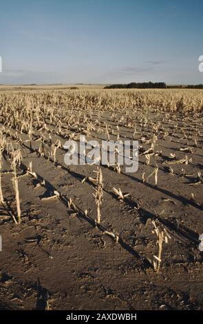 Maisfeld "Zea mays", Ernteausfall wegen Dürre & Hagelsturmschäden, Nebraska. Stockfoto