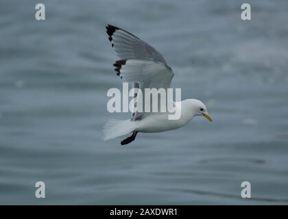 Kittiwake (Rissa tridactyla), im Flug, Båtsfjord, Varanger, Arktisches Norwegen Stockfoto