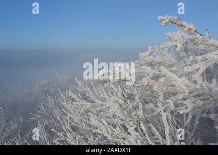 Kronen von gefrorenen Bäumen, die mit Winterfrost bedeckt sind, gegen den blauen Himmel. Snowbound, Kristall. Stockfoto